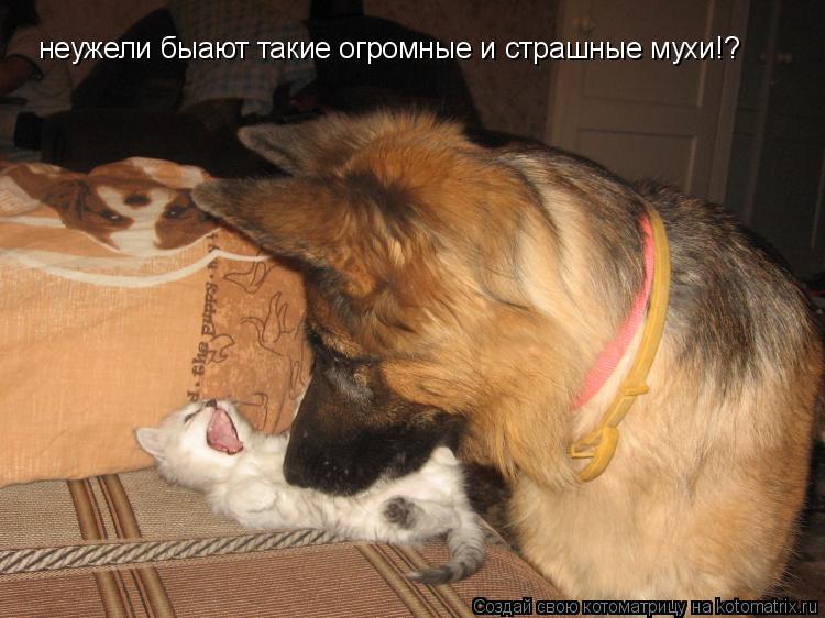 Котоматрица: неужели быают такие огромные и страшные мухи!?