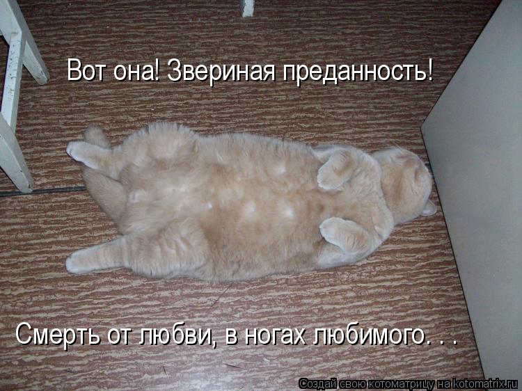 Вот она! Звериная преданность! Смерть от любви, в ногах любимого. . .... Котоматрица: Вот она! Звериная преданность! Смерть от любви, в ногах любимого. . .
