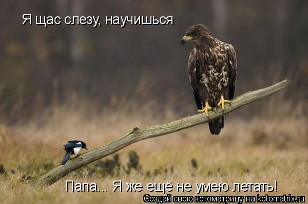 Котоматрица: Я щас слезу, научишься Папа... Я же ещё не умею летать!