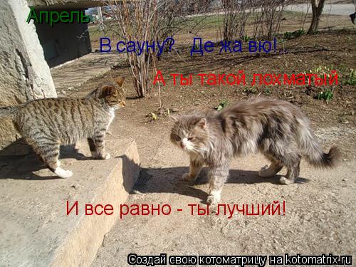 Котоматрица: Апрель.  В сауну?.. Де жа вю!..  А ты такой лохматый И все равно - ты лучший!