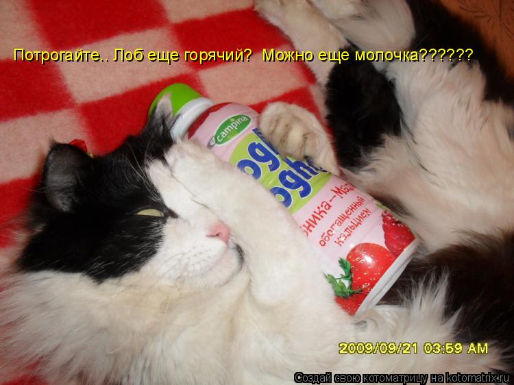 Котоматрица: Потрогайте.. Лоб еще горячий?  Можно еще молочка??????