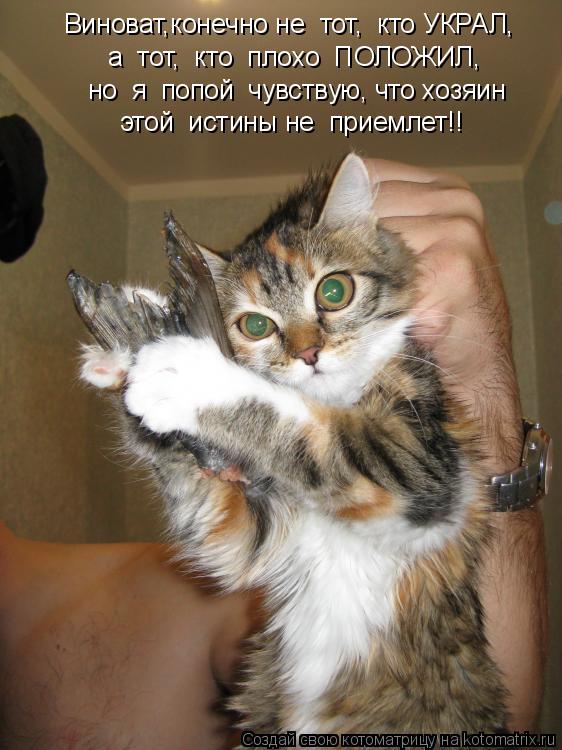 Котоматрица: Виноват,конечно не  тот,  кто УКРАЛ, а  тот,  кто  плохо  ПОЛОЖИЛ, но  я  попой  чувствую, что хозяин этой  истины не  приемлет!!