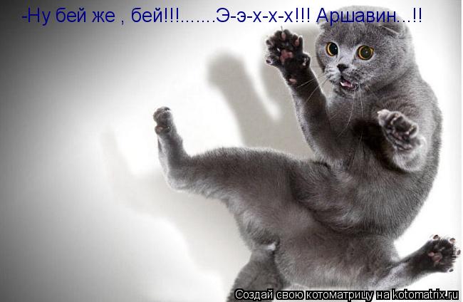 Котоматрица: -Ну бей же , бей!!!.......Э-э-х-х-х!!! Аршавин...!!