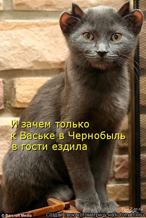 Котоматрица: И зачем только к Ваське в Чернобыль в гости ездила
