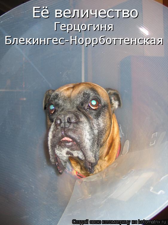 Котоматрица: Её величество Герцогиня Блекингес-Норрботтенская