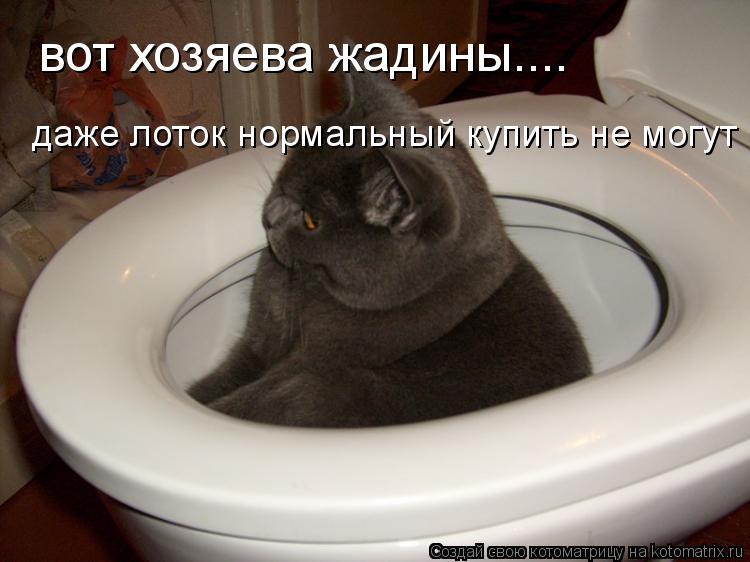 Котоматрица: вот хозяева жадины.... даже лоток нормальный купить не могут