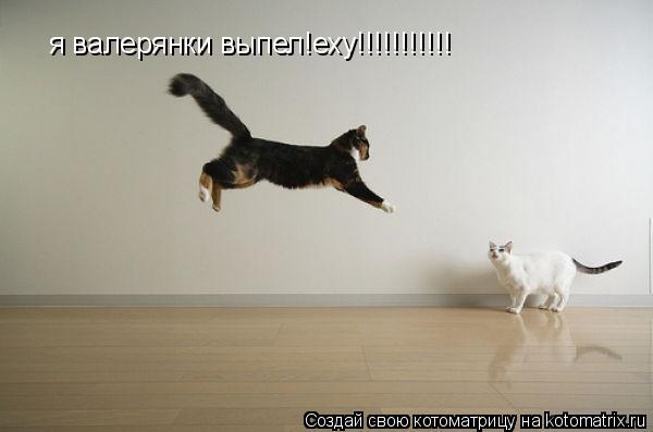 Котоматрица: я валерянки выпел!еху!!!!!!!!!!!