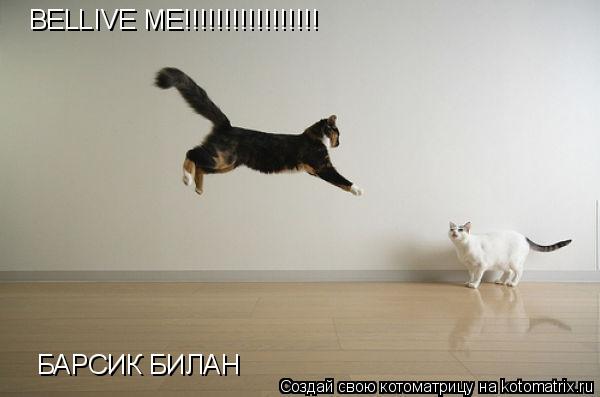 Котоматрица: BELLIVE ME!!!!!!!!!!!!!!!!! БАРСИК БИЛАН