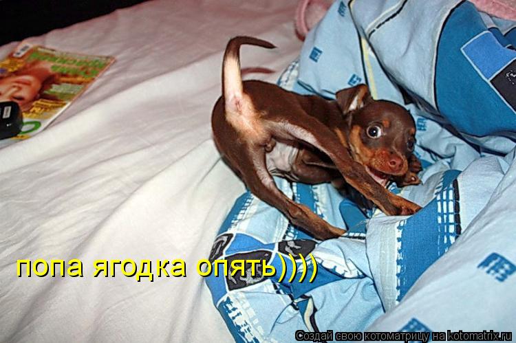 Котоматрица: попа ягодка опять))))