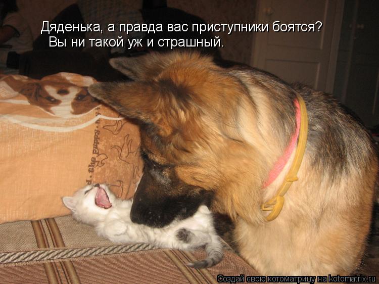 Котоматрица: Дяденька, а правда вас приступники боятся? Вы ни такой уж и страшный.