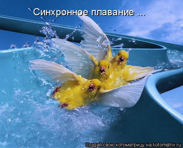 Синхронное плавание ...... Котоматрица: Синхронное плавание ...