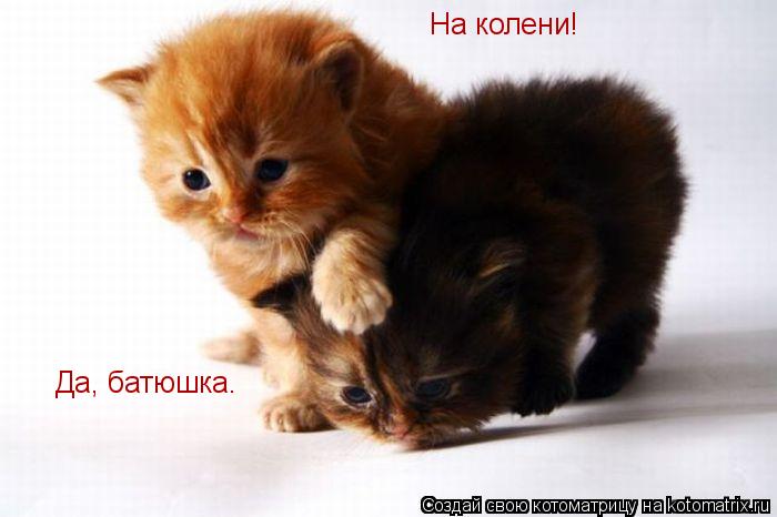 На колени! Да, батюшка.... Котоматрица: На колени! Да, батюшка.