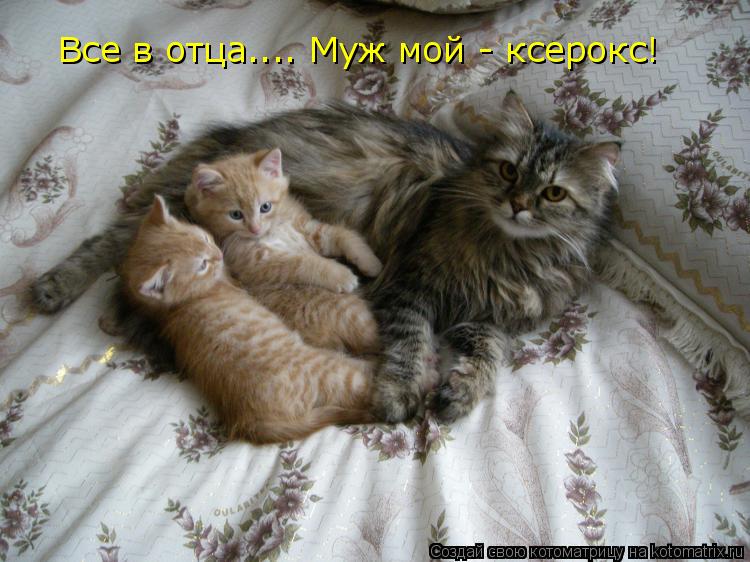 Все в отца.... Муж мой - ксерокс!... Котоматрица: Все в отца.... Муж мой - ксерокс!
