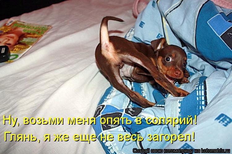 Котоматрица: Ну, возьми меня опять в солярий!  Глянь, я же еще не весь загорел!