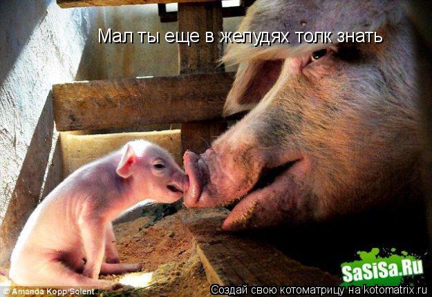 Мал ты еще в желудях толк знать... Котоматрица: Мал ты еще в желудях толк знать