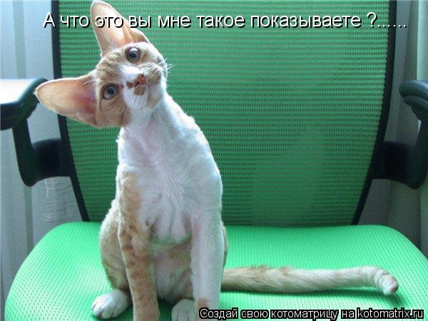 А что это вы мне такое показываете ?......... Котоматрица: А что это вы мне такое показываете ?......