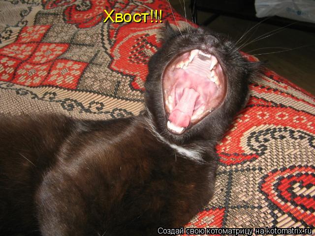 Хвост!!!... Котоматрица: Хвост!!!