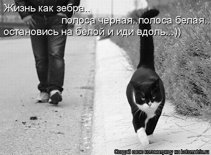Жизнь как зебра.. полоса черная..полоса белая.. остановись на белой и иди вдоль...))... Котоматрица: Жизнь как зебра.. полоса черная..полоса белая.. остановись на белой и иди вдоль...))