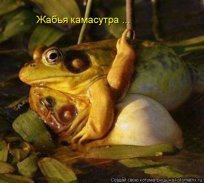 Жабья камасутра ...... Котоматрица: Жабья камасутра ...