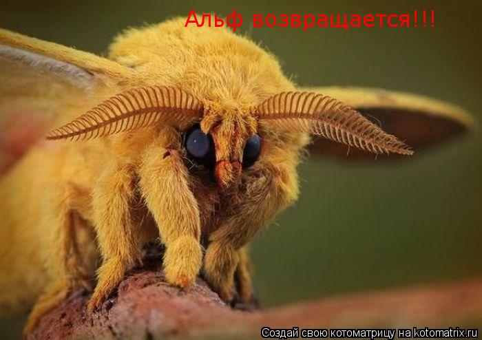 Альф возвращается!!!... Котоматрица: Альф возвращается!!!