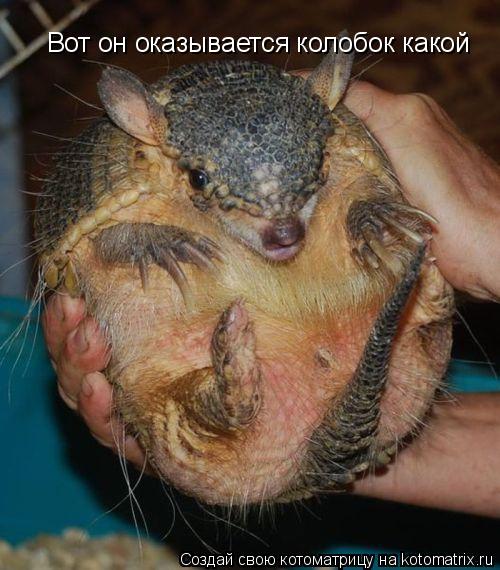 Котоматрица: Вот он оказывается колобок какой
