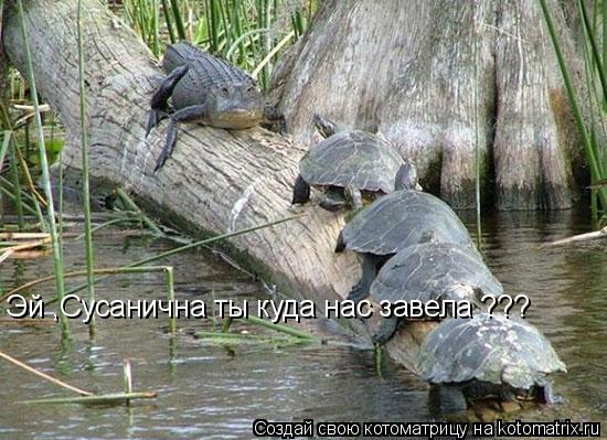 Котоматрица: Эй ,Сусанична ты куда нас завела ???