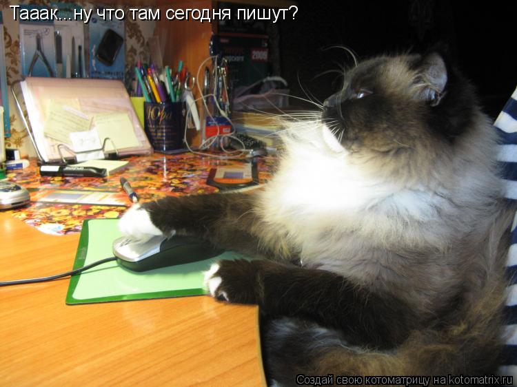 Котоматрица: Тааак...ну что там сегодня пишут?