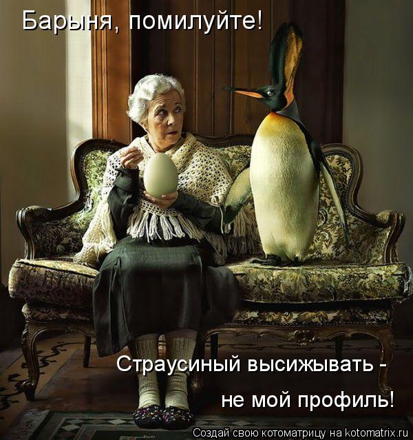 Барыня, помилуйте! Страусиный высижывать - не мой профиль!... Котоматрица: Барыня, помилуйте! Страусиный высижывать - не мой профиль!