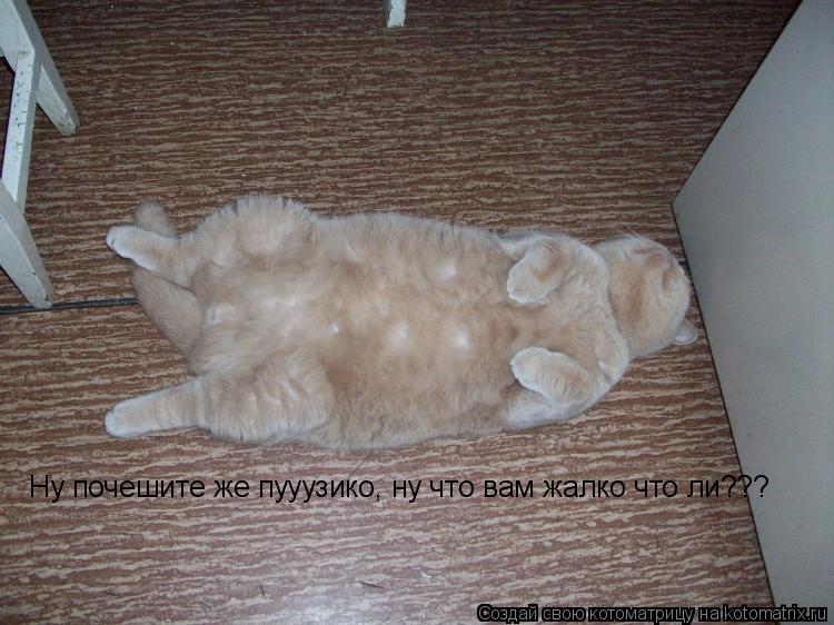 Котоматрица: Ну почешите же пууузико, ну что вам жалко что ли???