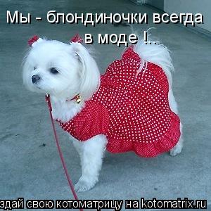 Котоматрица: Мы - блондиночки всегда в моде !..
