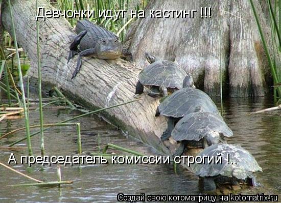 Котоматрица: Девчонки идут на кастинг !!! А председатель комиссии строгий !..