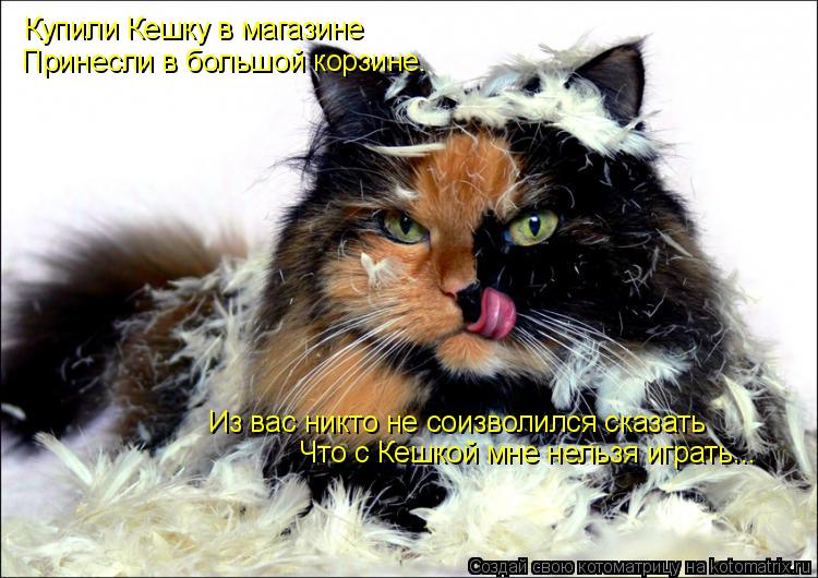 Купили Кешку в магазине Что с Кешкой мне нельзя играть... Из вас никто не соизволился сказать Принесл... Котоматрица: Купили Кешку в магазине Что с Кешкой мне нельзя играть... Из вас никто не соизволился сказать Принесли в большой корзине.