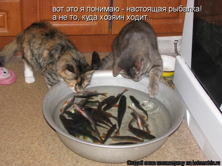 Котоматрица: вот это я понимаю - настоящая рыбалка! а не то, куда хозяин ходит...