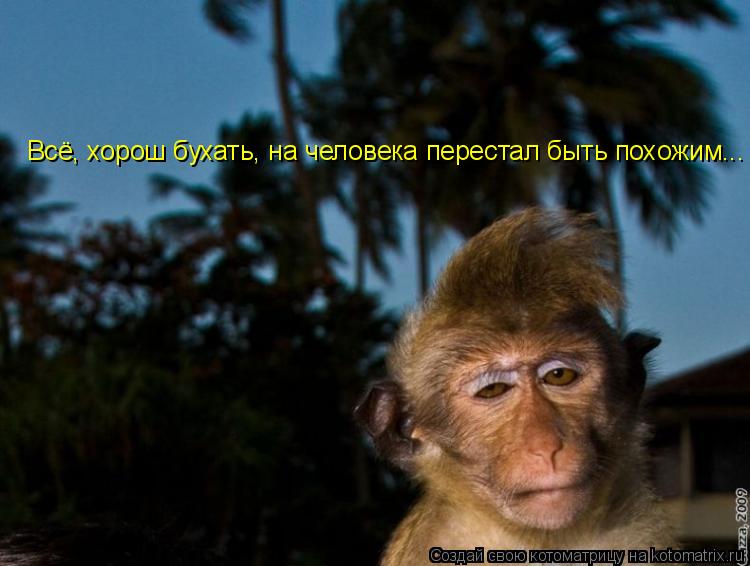 Котоматрица: Всё, хорош бухать, на человека перестал быть похожим...