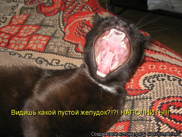 Котоматрица: Видишь какой пустой желудок?!?! НАПОЛНИТЬ!!!