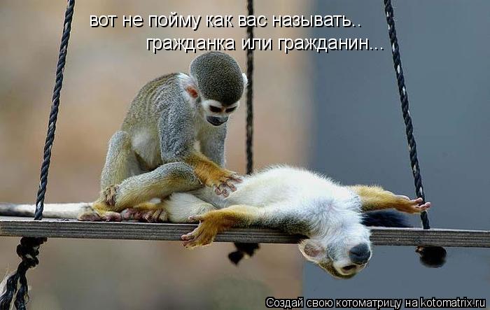 Котоматрица: вот не пойму как вас называть.. гражданка или гражданин...