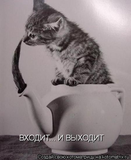 Котоматрица: ВХОДИТ... И ВЫХОДИТ