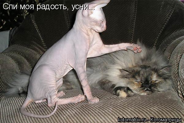 Котоматрица: Спи моя радость, усни...