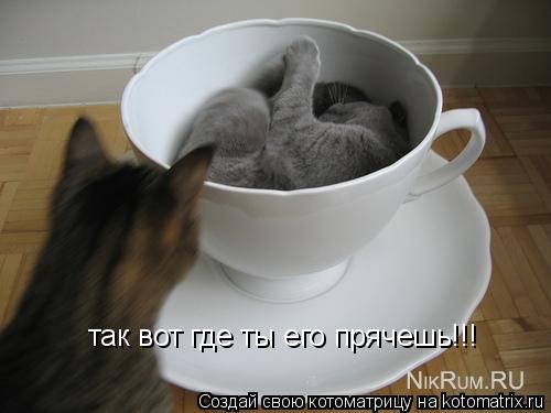 Котоматрица: так вот где ты его прячешь!!!