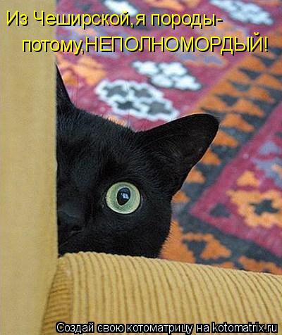 Из Чеширской,я породы- потому,НЕПОЛНОМОРДЫЙ!... Котоматрица: Из Чеширской,я породы- потому,НЕПОЛНОМОРДЫЙ!