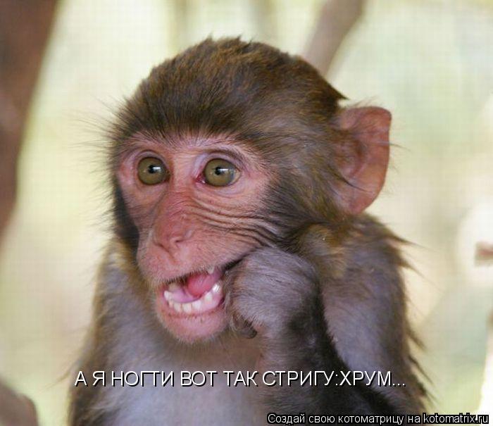 А Я НОГТИ ВОТ ТАК СТРИГУ:ХРУМ...... Котоматрица: А Я НОГТИ ВОТ ТАК СТРИГУ:ХРУМ...