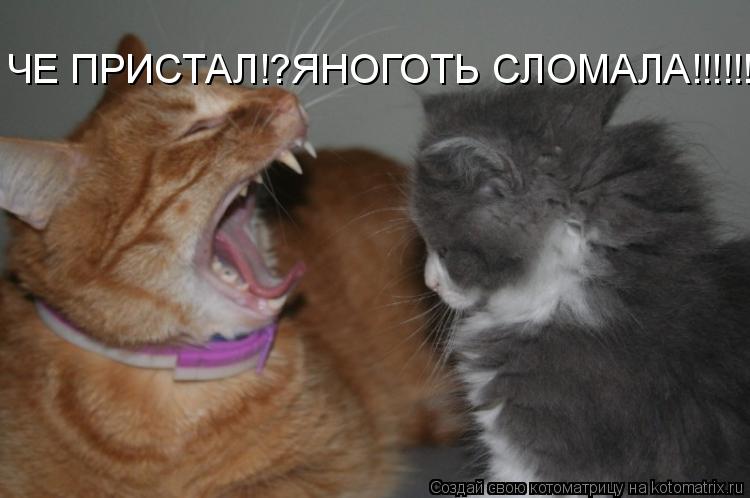 ЧЕ ПРИСТАЛ!?ЯНОГОТЬ СЛОМАЛА!!!!!!!!... Котоматрица: ЧЕ ПРИСТАЛ!?ЯНОГОТЬ СЛОМАЛА!!!!!!!!