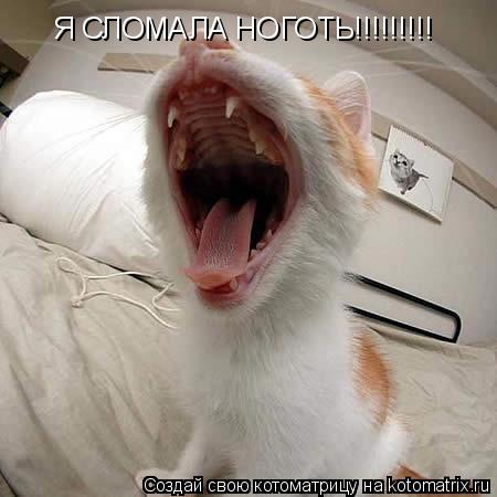 Я СЛОМАЛА НОГОТЬ!!!!!!!!!... Котоматрица: Я СЛОМАЛА НОГОТЬ!!!!!!!!!