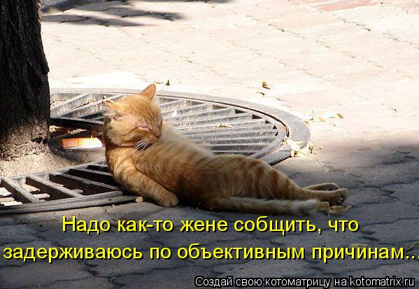 Надо как-то жене собщить, что задерживаюсь по объективным причинам...... Котоматрица: Надо как-то жене собщить, что задерживаюсь по объективным причинам...