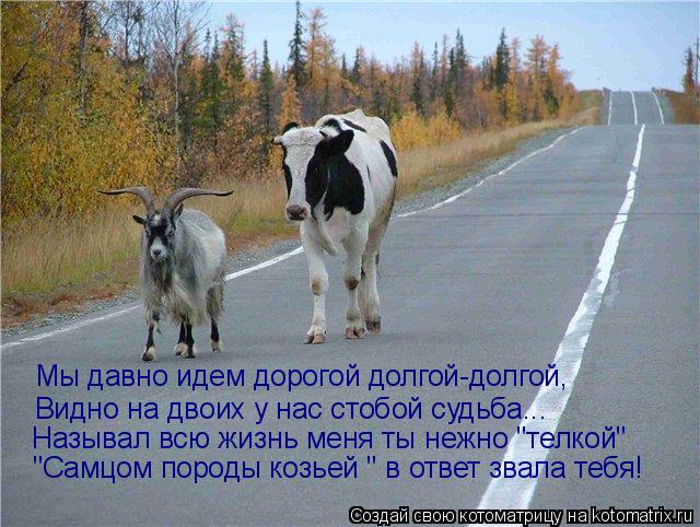 Мы давно идем дорогой долгой-долгой, Видно на двоих у нас стобой судьба... Называл всю жизнь меня ты ... Котоматрица: Мы давно идем дорогой долгой-долгой, Видно на двоих у нас стобой судьба... Называл всю жизнь меня ты нежно "телкой" "Самцом породы козьей " в от
