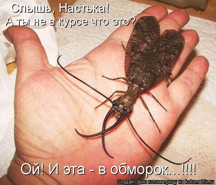 Слышь, Настька! А ты не в курсе что это? Ой! И эта - в обморок...!!!!... Котоматрица: Слышь, Настька! А ты не в курсе что это? Ой! И эта - в обморок...!!!!