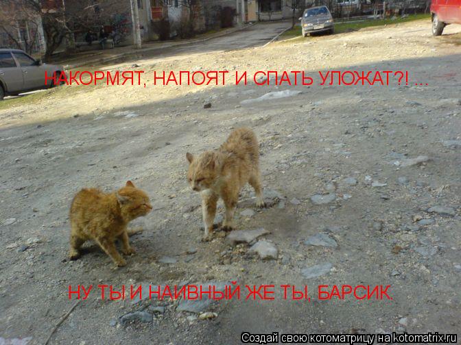 НАКОРМЯТ, НАПОЯТ И СПАТЬ УЛОЖАТ?! ... НУ ТЫ И НАИВНЫЙ ЖЕ ТЫ, БАРСИК.... Котоматрица: НАКОРМЯТ, НАПОЯТ И СПАТЬ УЛОЖАТ?! ... НУ ТЫ И НАИВНЫЙ ЖЕ ТЫ, БАРСИК.