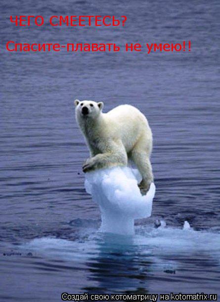 ЧЕГО СМЕЕТЕСЬ? Спасите-плавать не умею!!... Котоматрица: ЧЕГО СМЕЕТЕСЬ? Спасите-плавать не умею!!