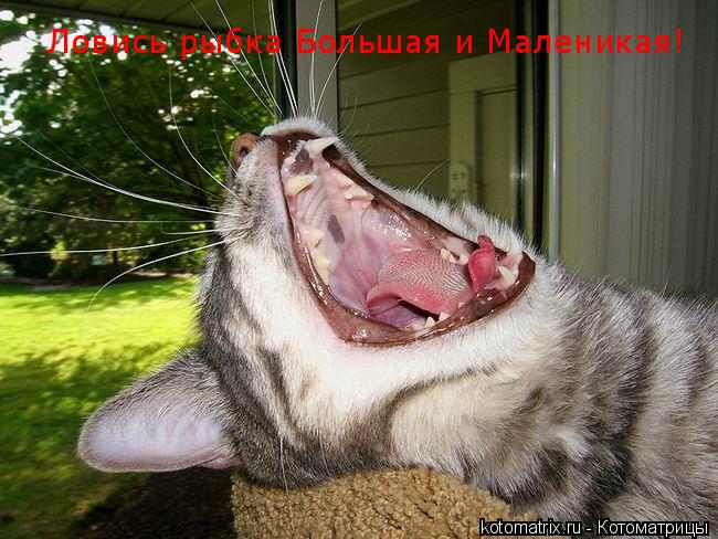 Ловись рыбка Большая и Маленикая!... Котоматрица: Ловись рыбка Большая и Маленикая!