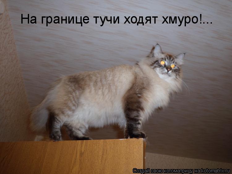 Котоматрица: На границе тучи ходят хмуро!...